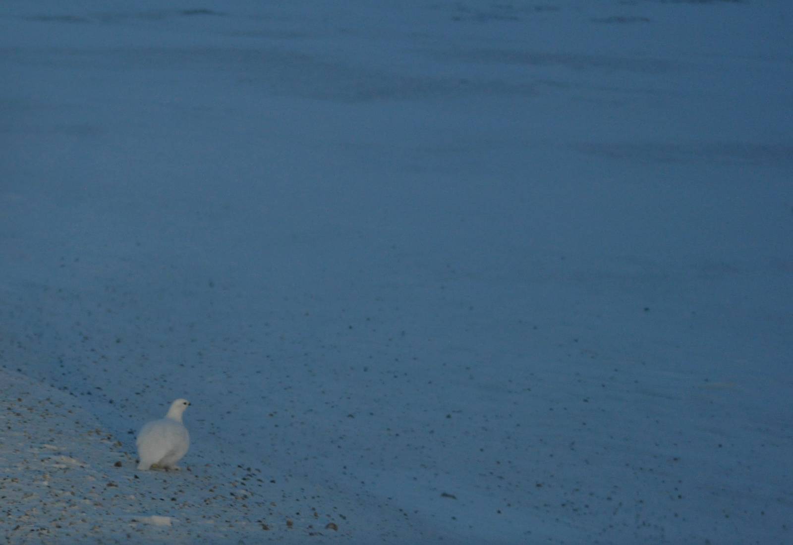 Willow Ptarmigan - Alaska