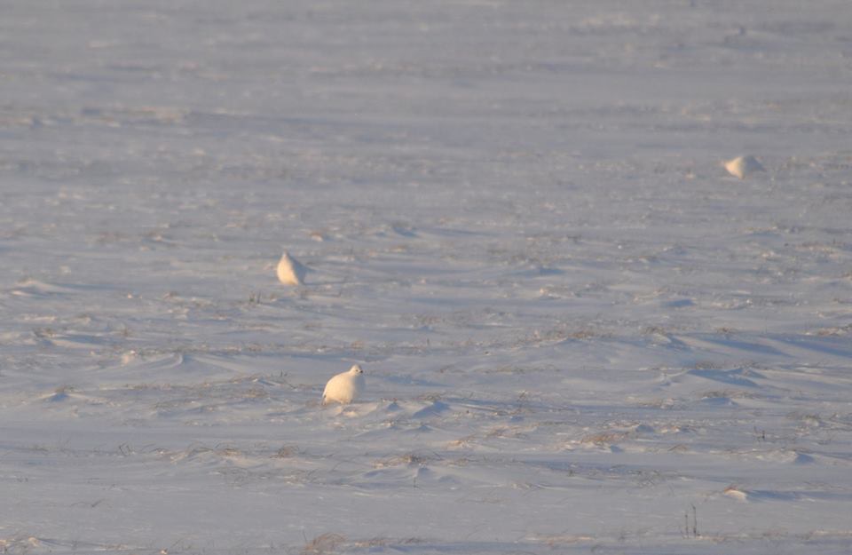 Willow Ptarmigan- Alaska