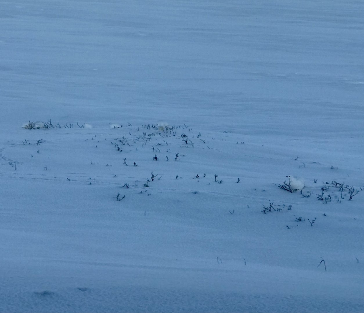 Willow Ptarmigan - Alaska