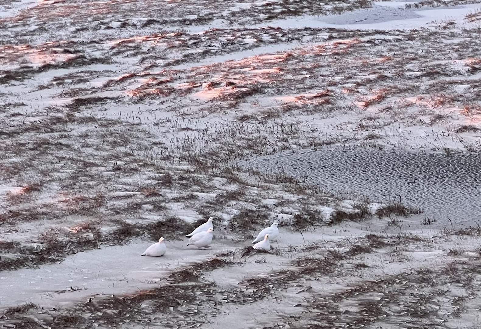 Willow Ptarmigan - Alaska