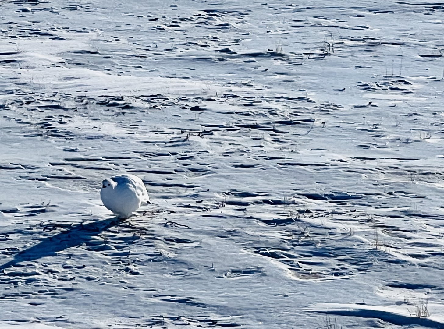 Willow Ptarmigan- Alaska