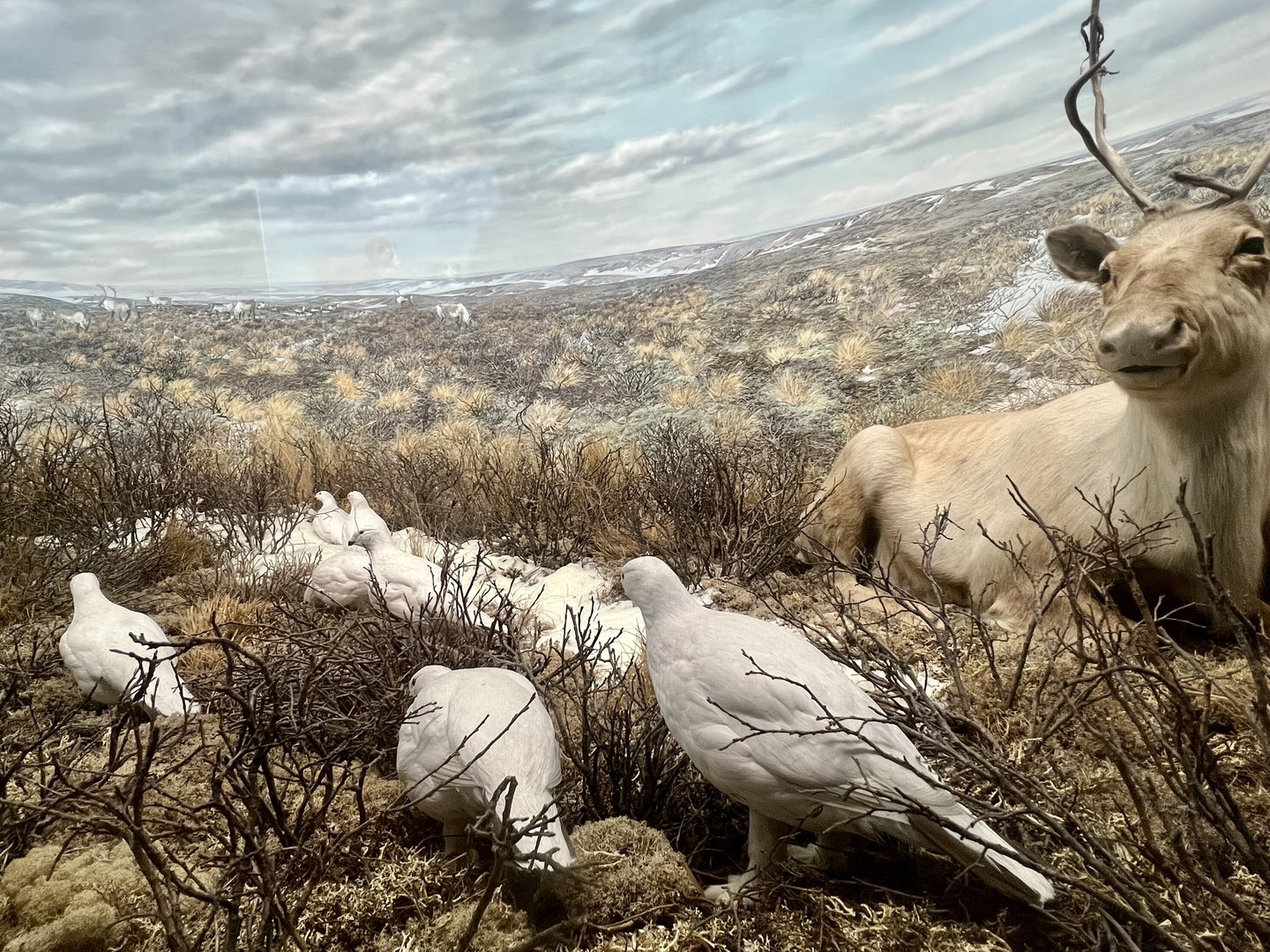 Willow Ptarmigan and Caribou