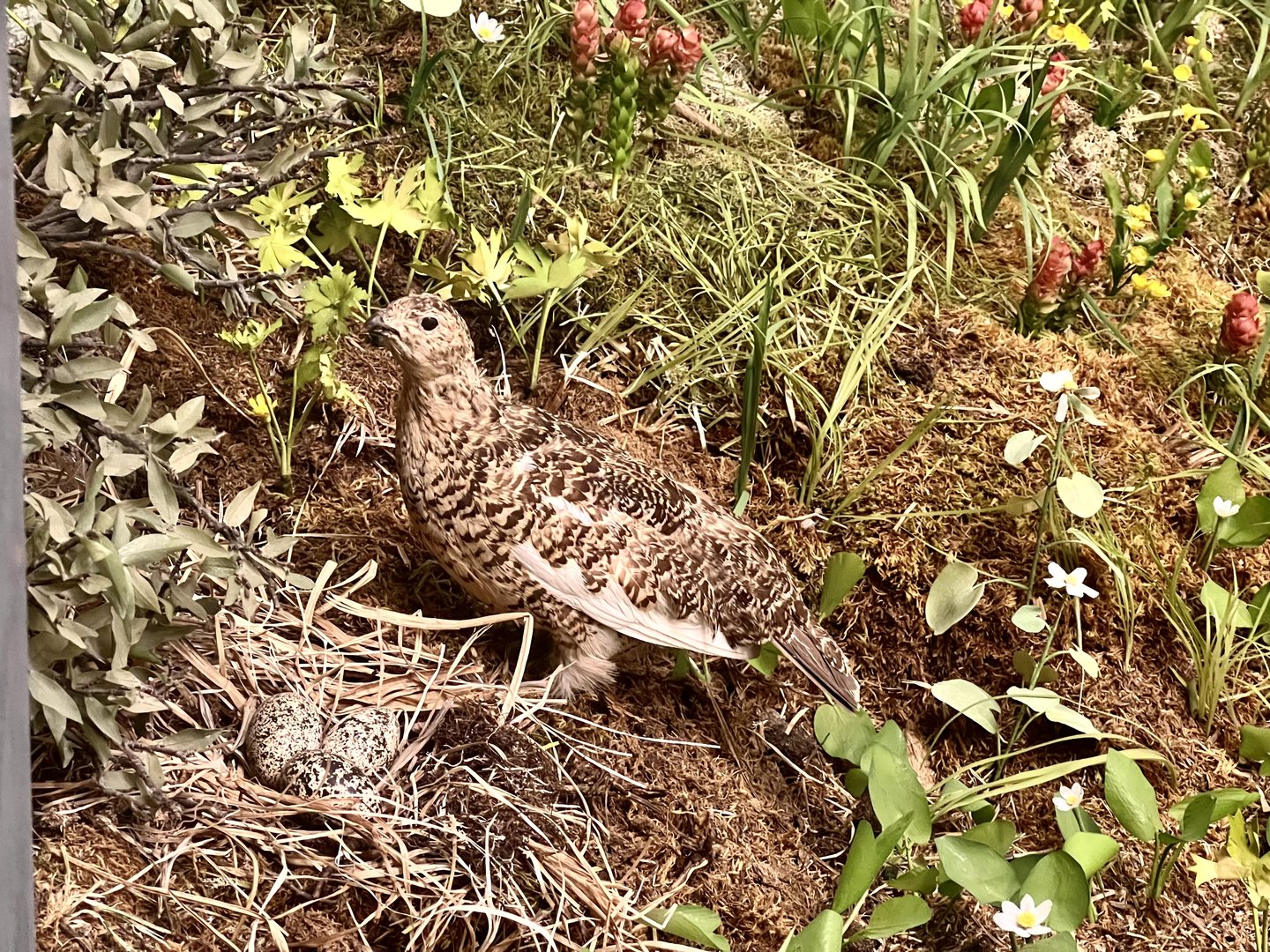 Willow Ptarmigan