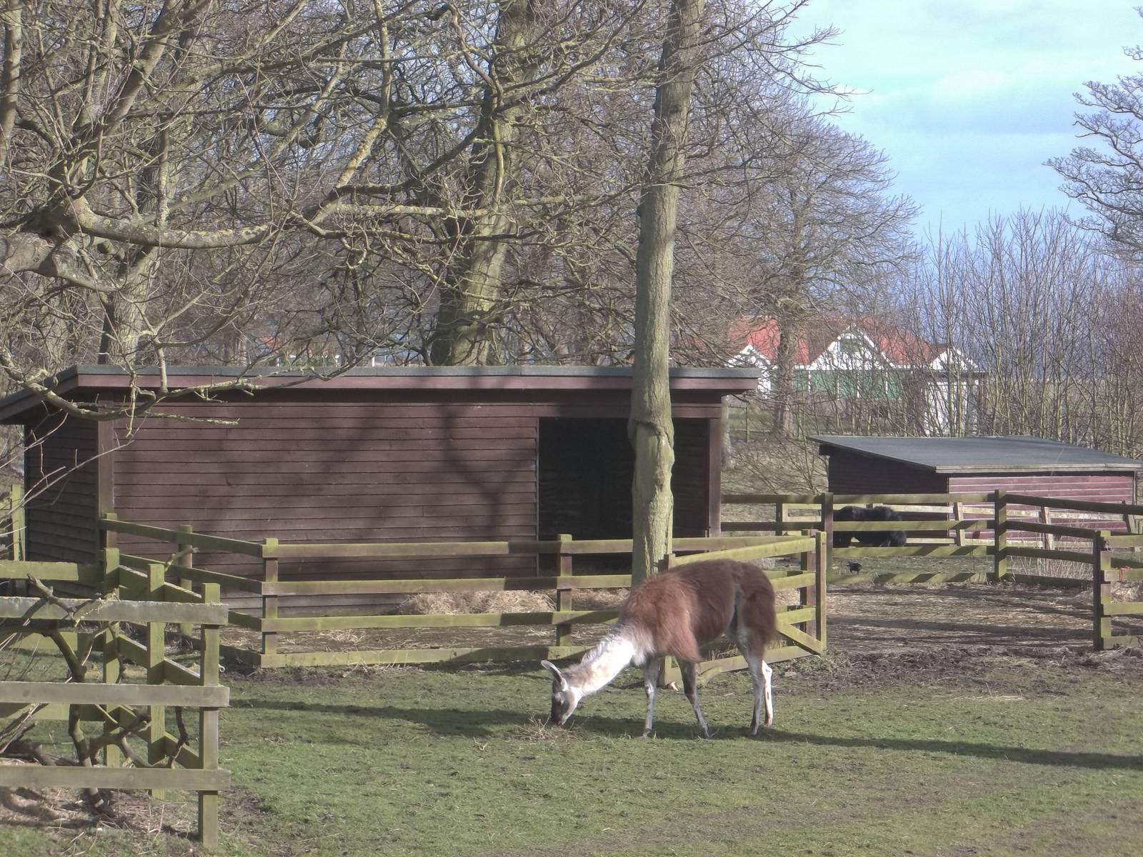 Willow the Llama, with hard yard and shelters behind, 27th February 2015