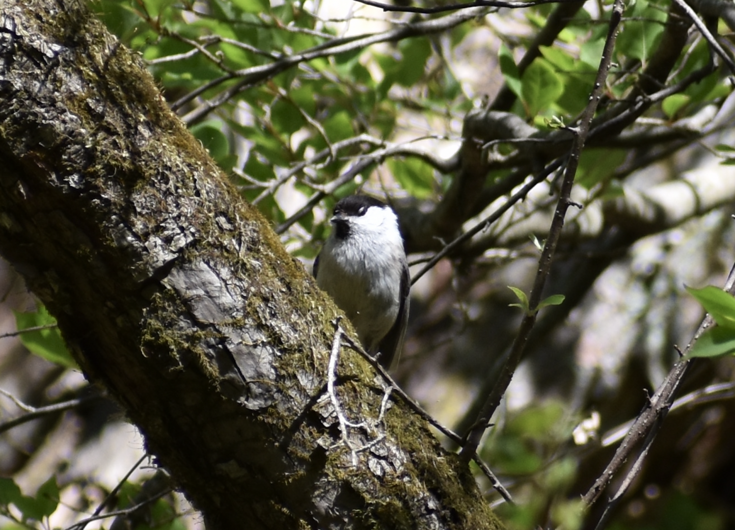 Willow Tit ~ Karuizawa