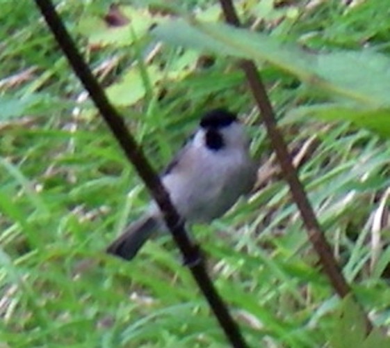 Willow Tit (Parus montanus)