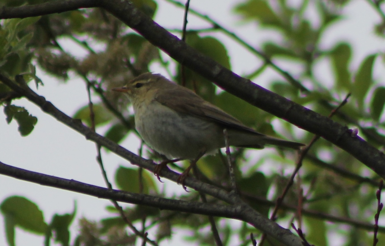 Willow warbler - Phylloscopus trochilus
