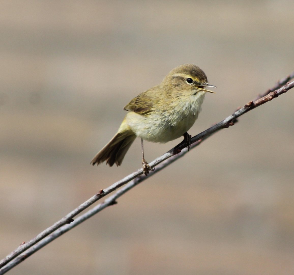 Willow warbler