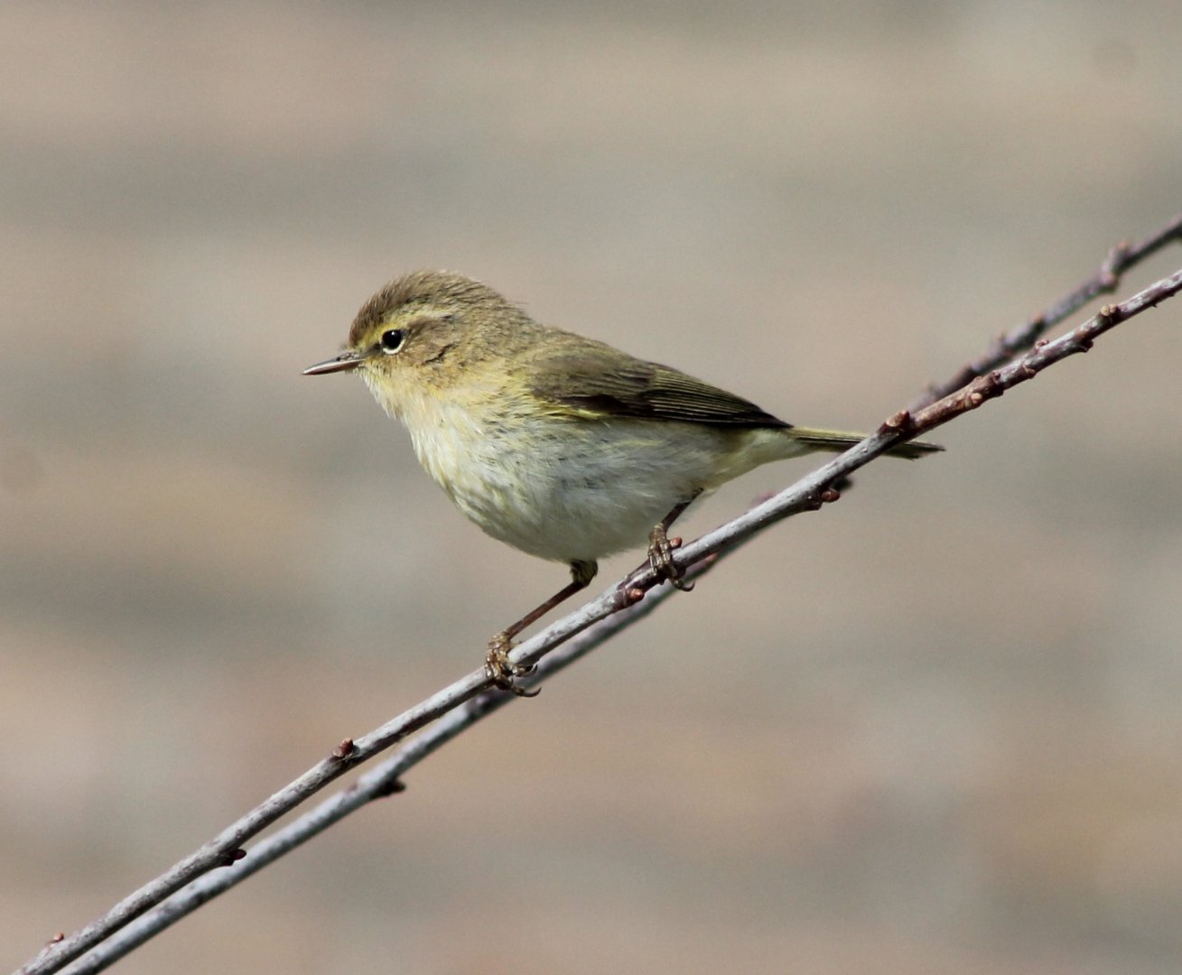 Willow warbler