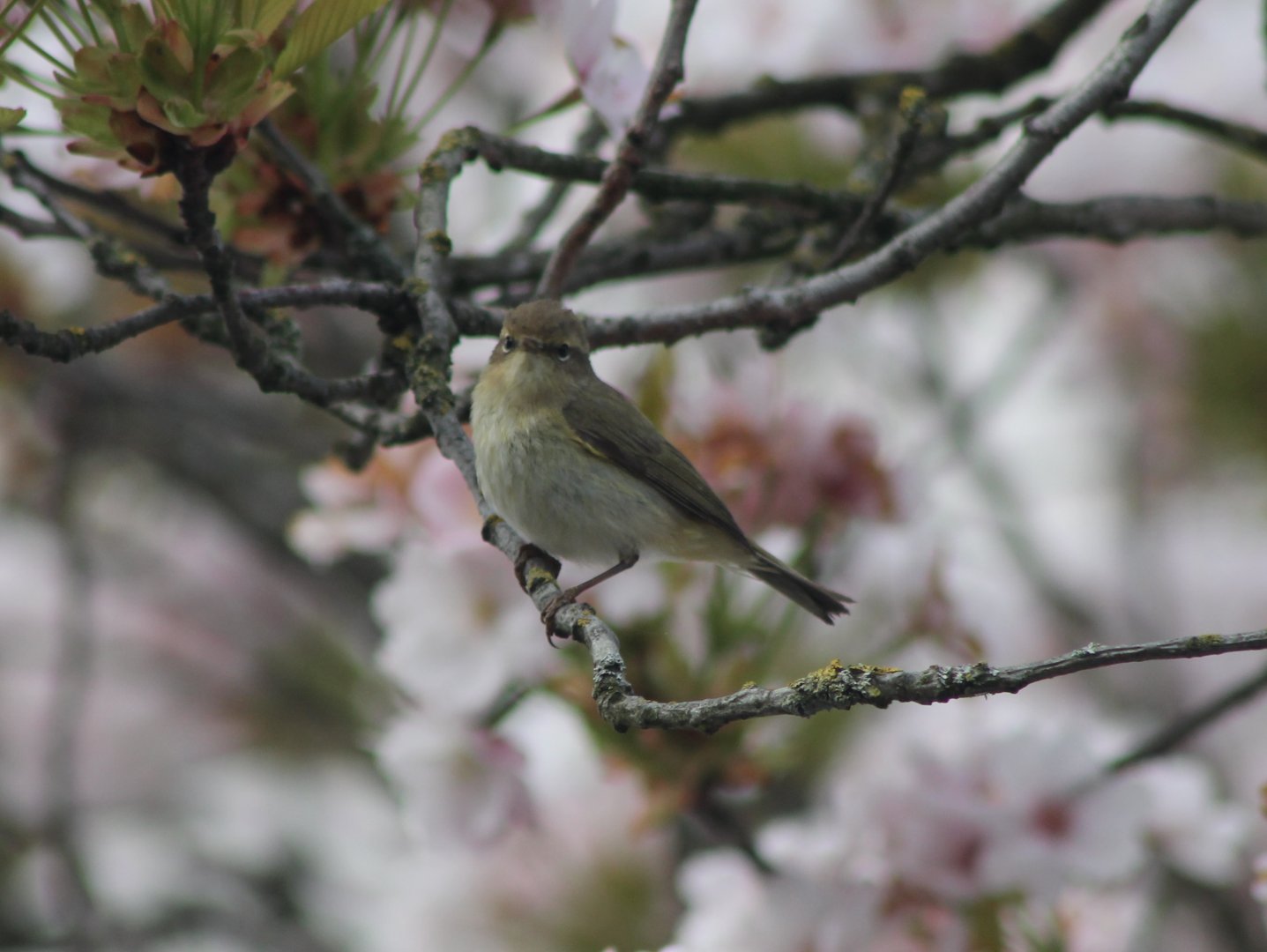 Willow warbler