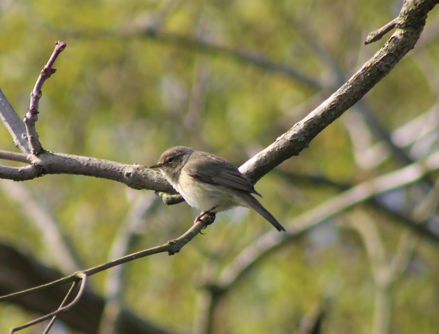 Willow warbler