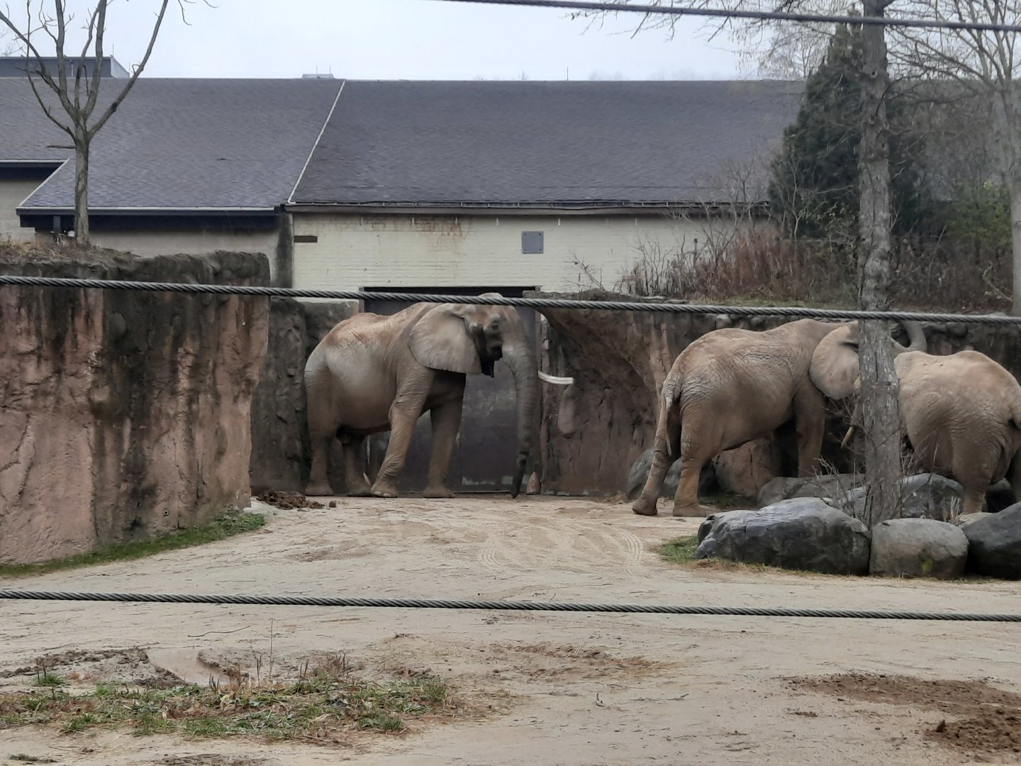 Willy Checking Out the Ladies