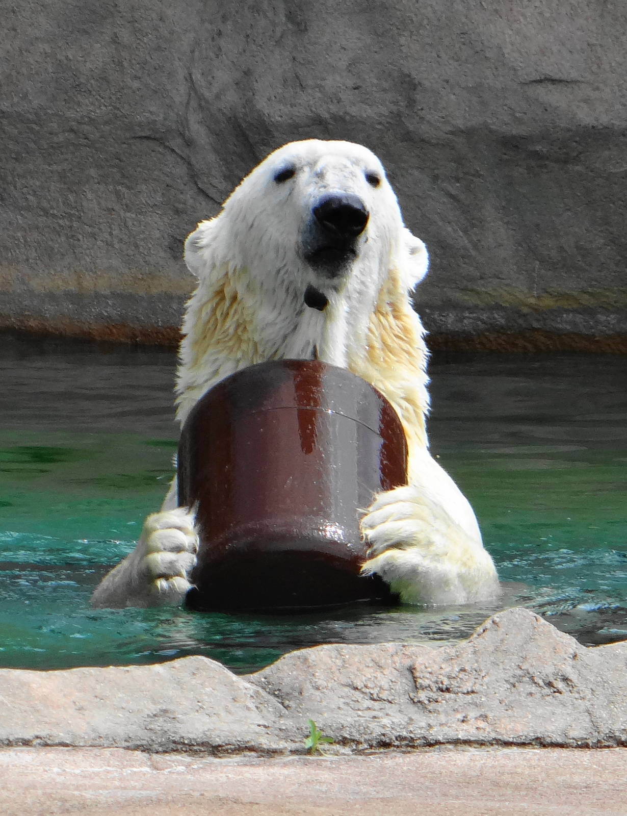 Willy the Polar Bear at the Milwaukee County Zoo