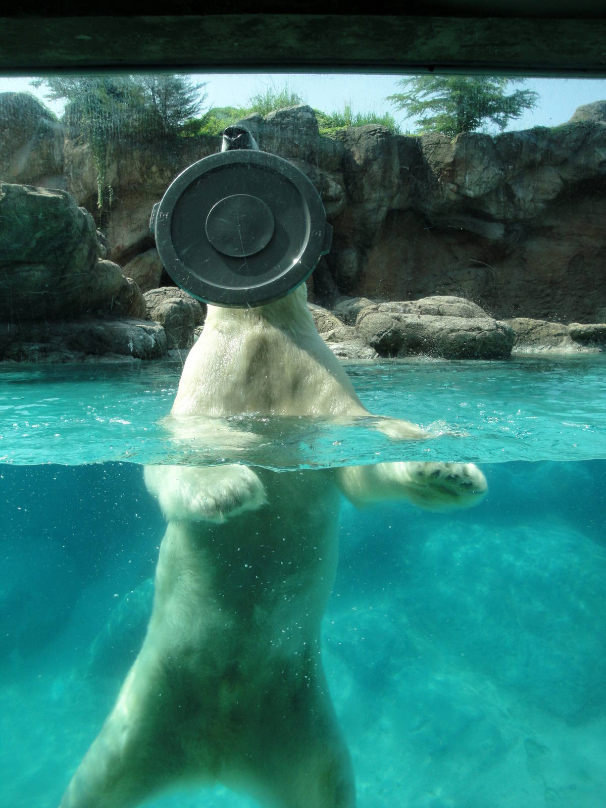 Willy the Polar Bear