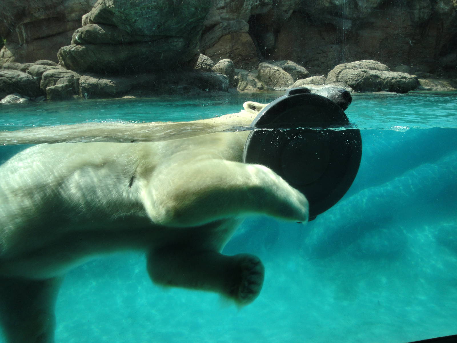 Willy the Polar Bear