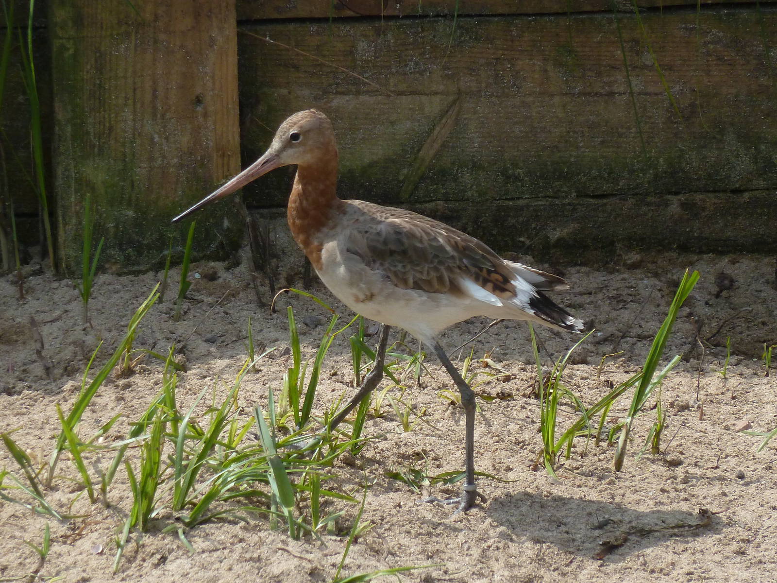 Wilma the black-tailed godwit