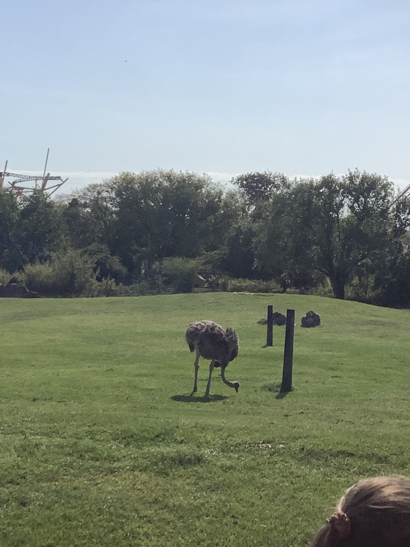 Wilma the “Ost-Raffe” 3/21/24