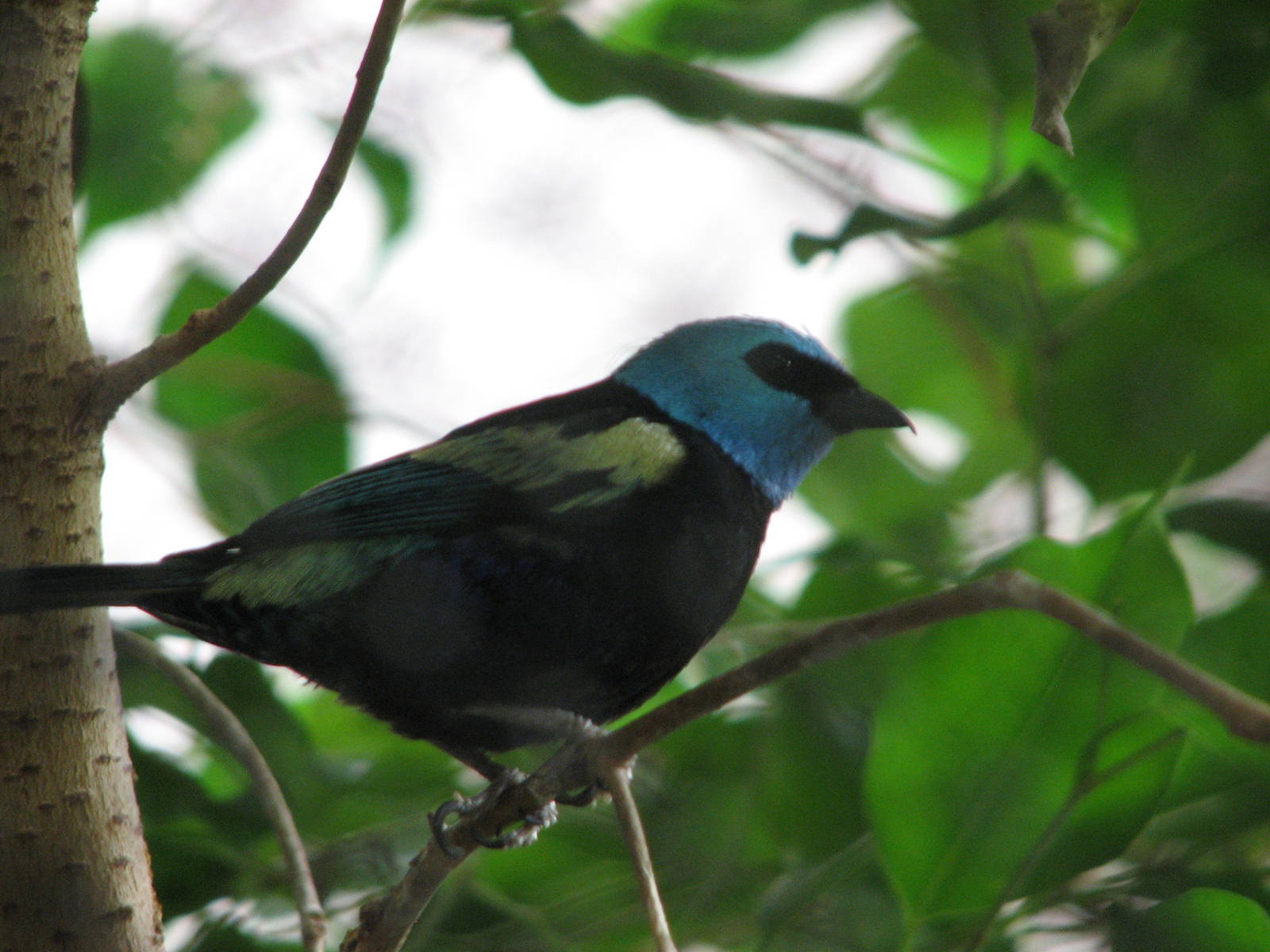 Wilson South America Pavilion - Blue-necked Tanager