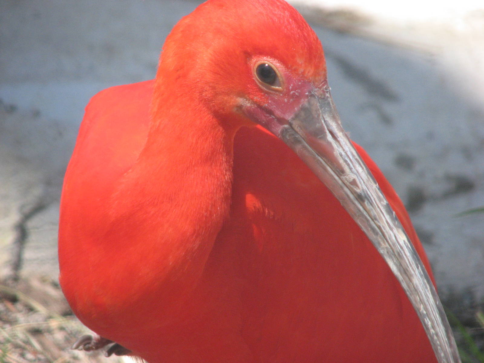 Wilson South America Pavilion - Scarlet Ibis