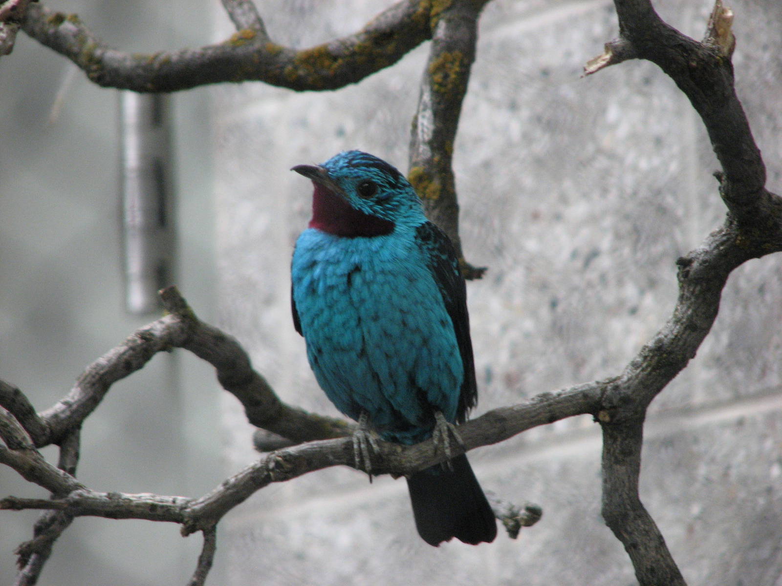 Wilson South America Pavilion - Spangled Cotinga