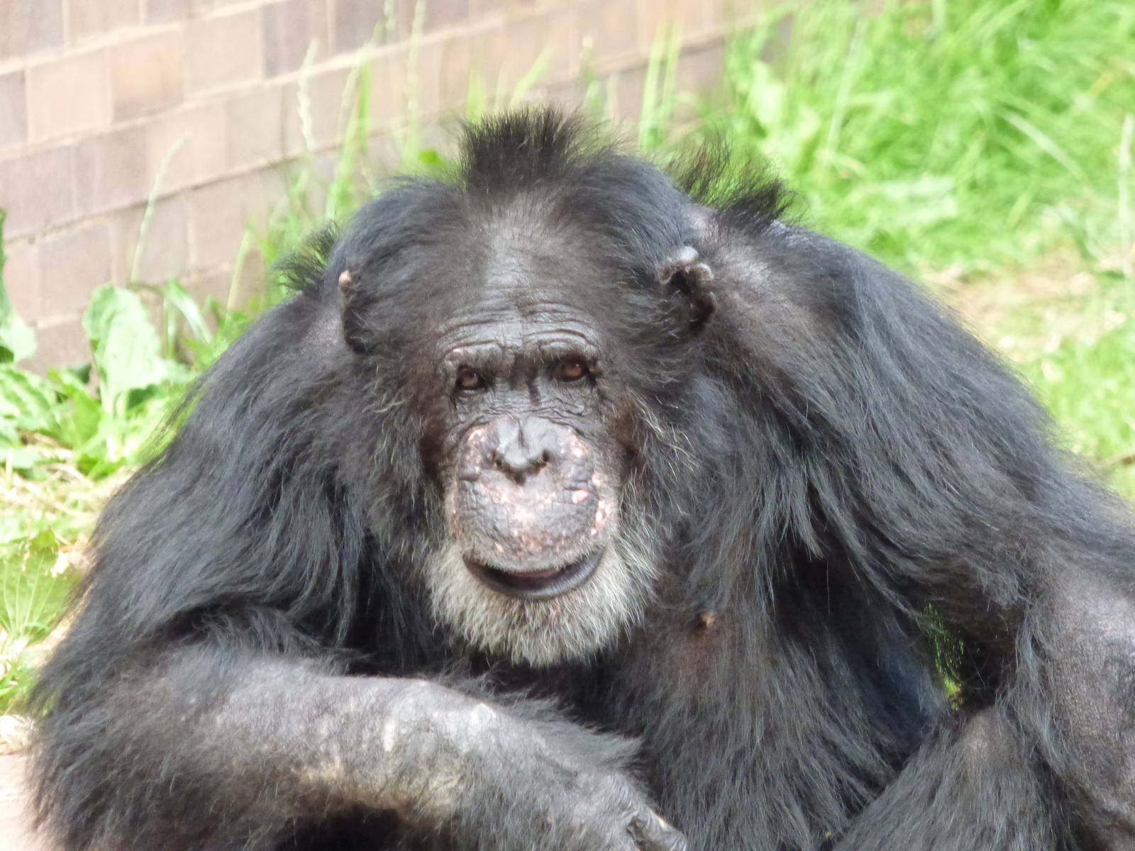 Wilson The Chimpanzee