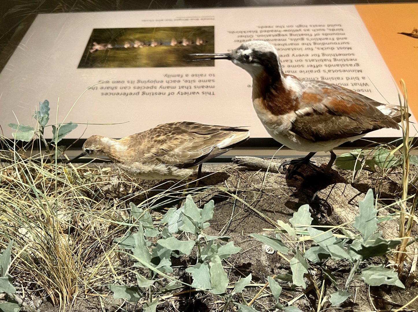 Wilson’s Phalarope Display