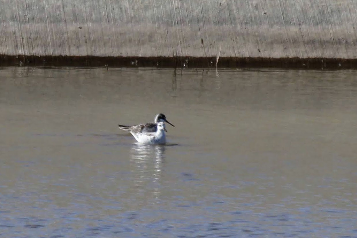 Wilson's Phalarope (Phalaropus tricolor)