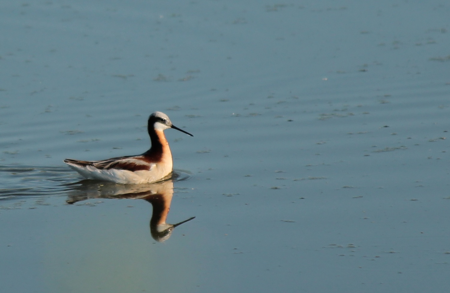 Wilson's Phalarope