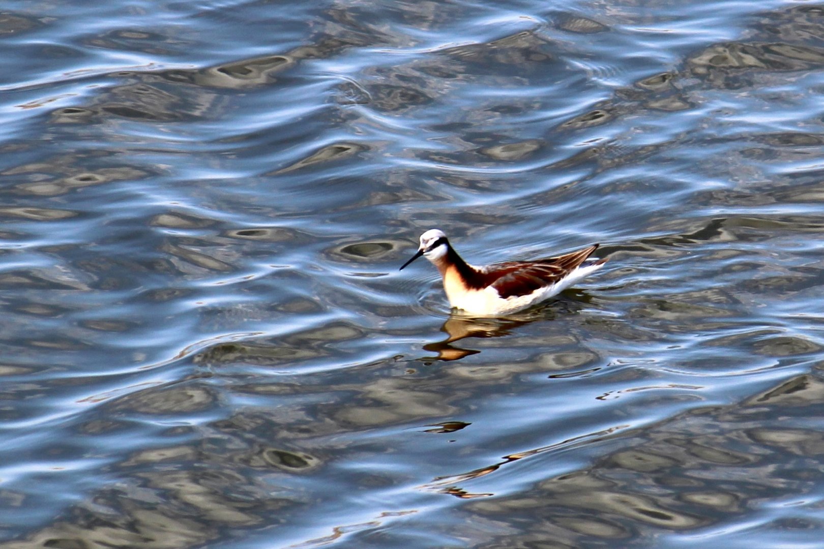 Wilson's Phalarope