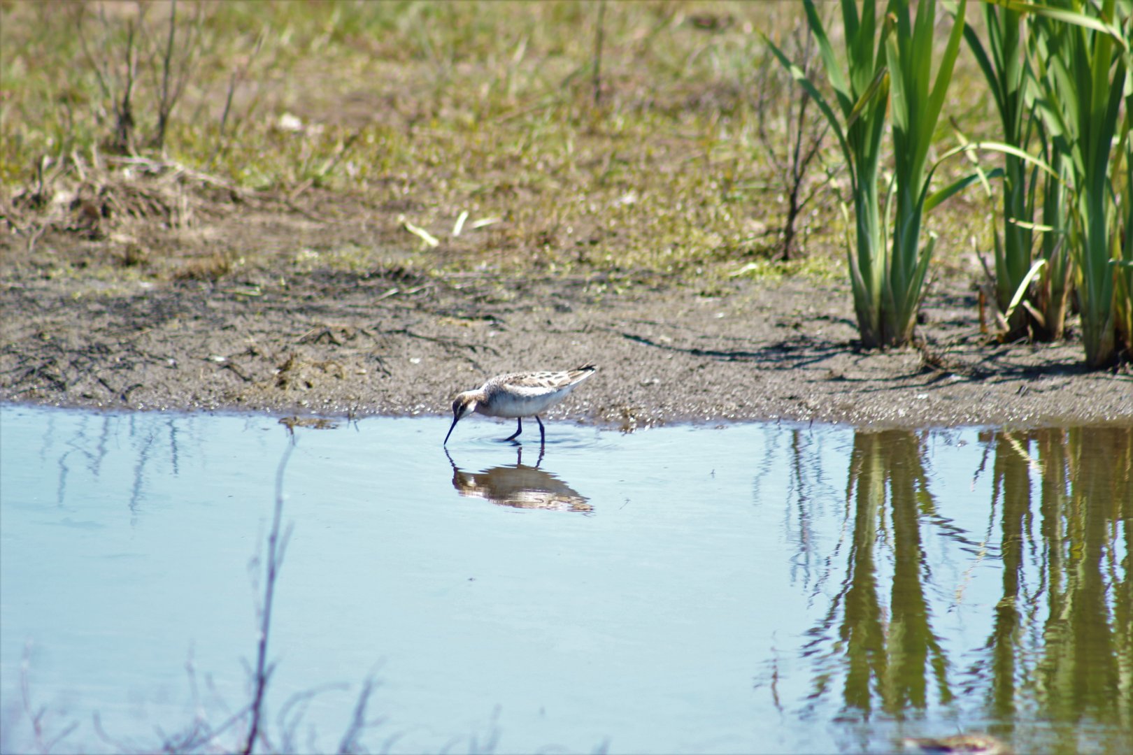 Wilson's Phalarope