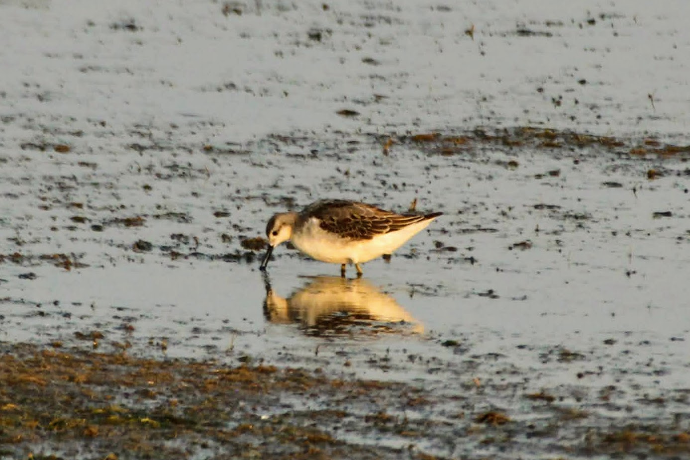 Wilson's Phalarope