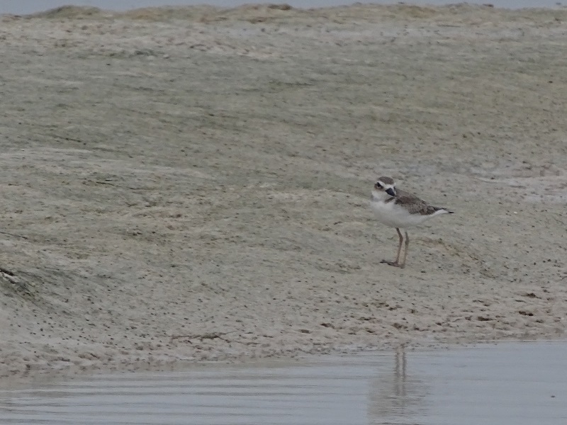Wilson's plover (Charadrius wilsonia)