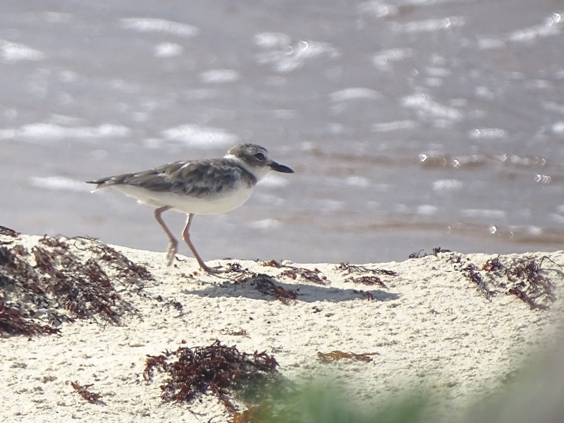 Wilson's plover (Charadrius wilsonia)