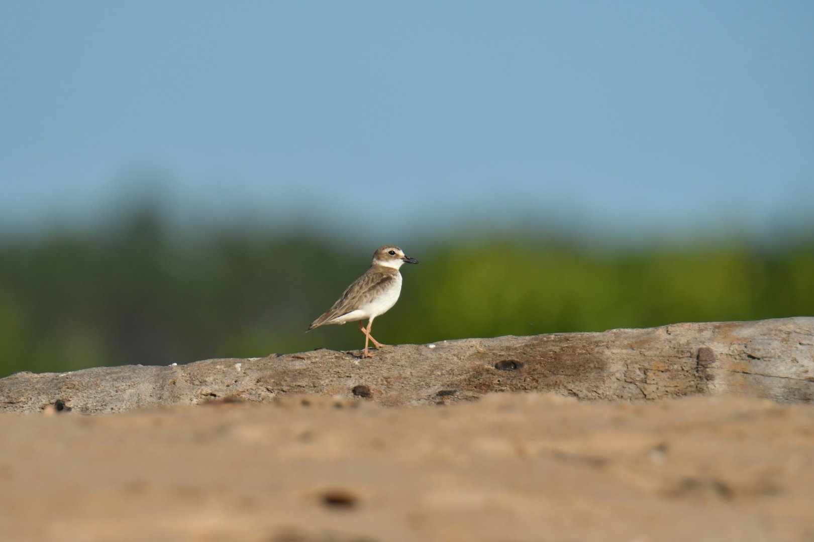 Wilson's Plover Charadrius wilsonia