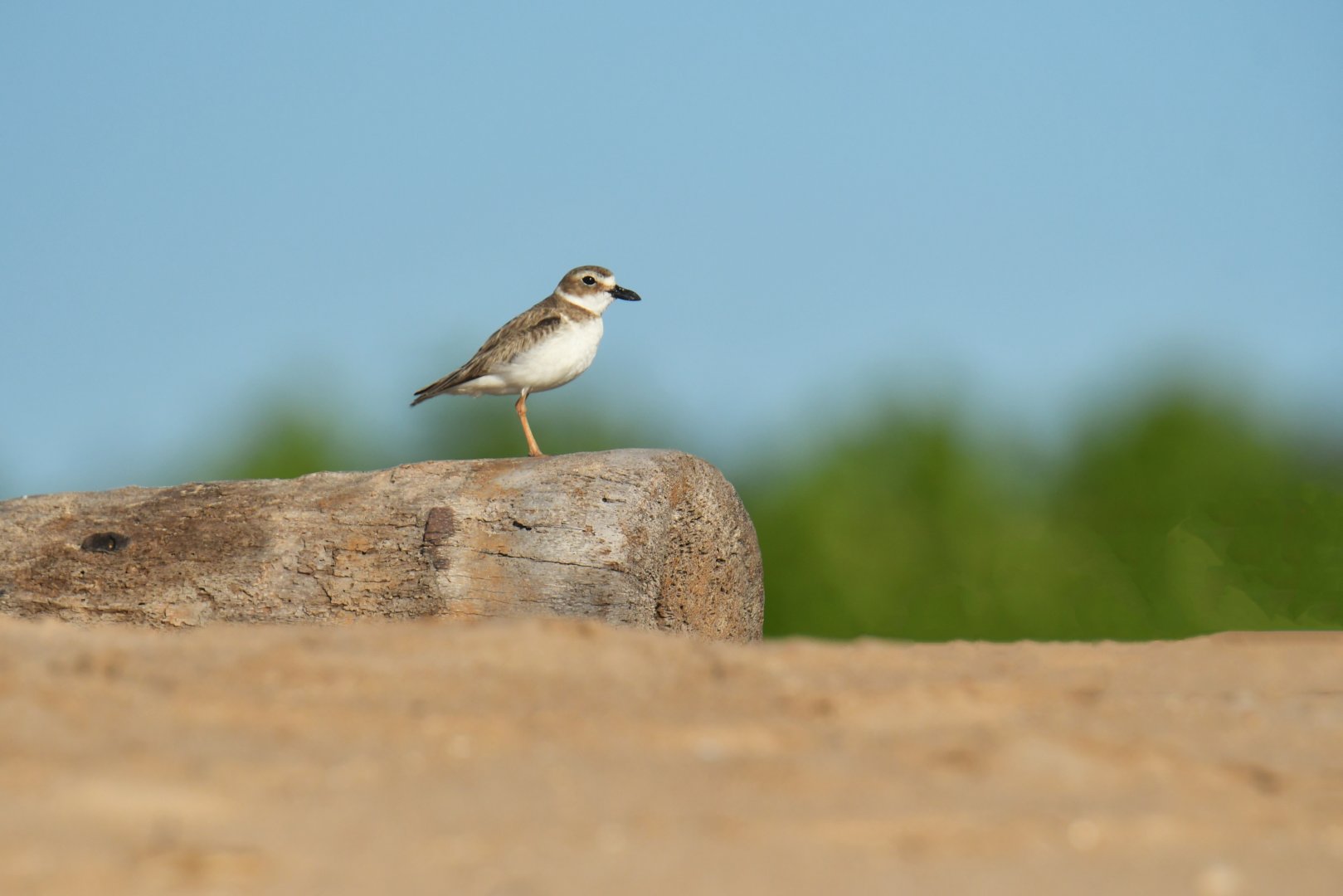 Wilson's Plover Charadrius wilsonia