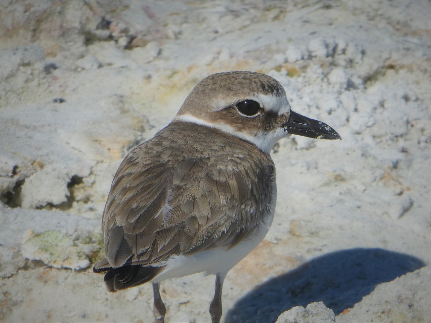 Wilson's Plover