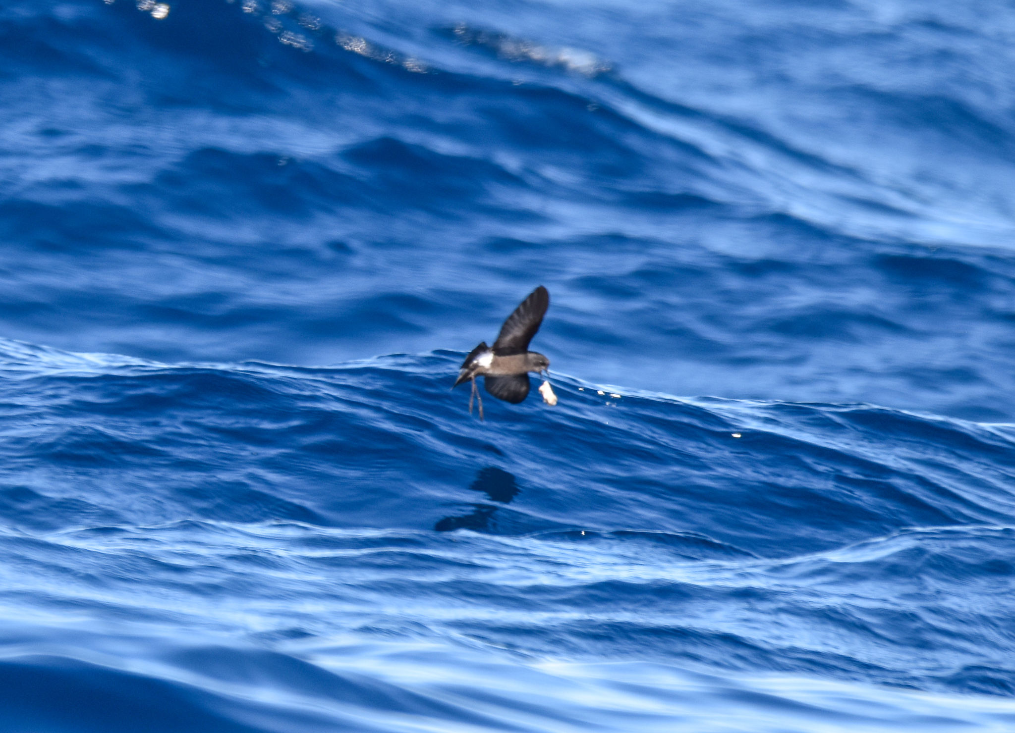 Wilson's Storm-Petrel