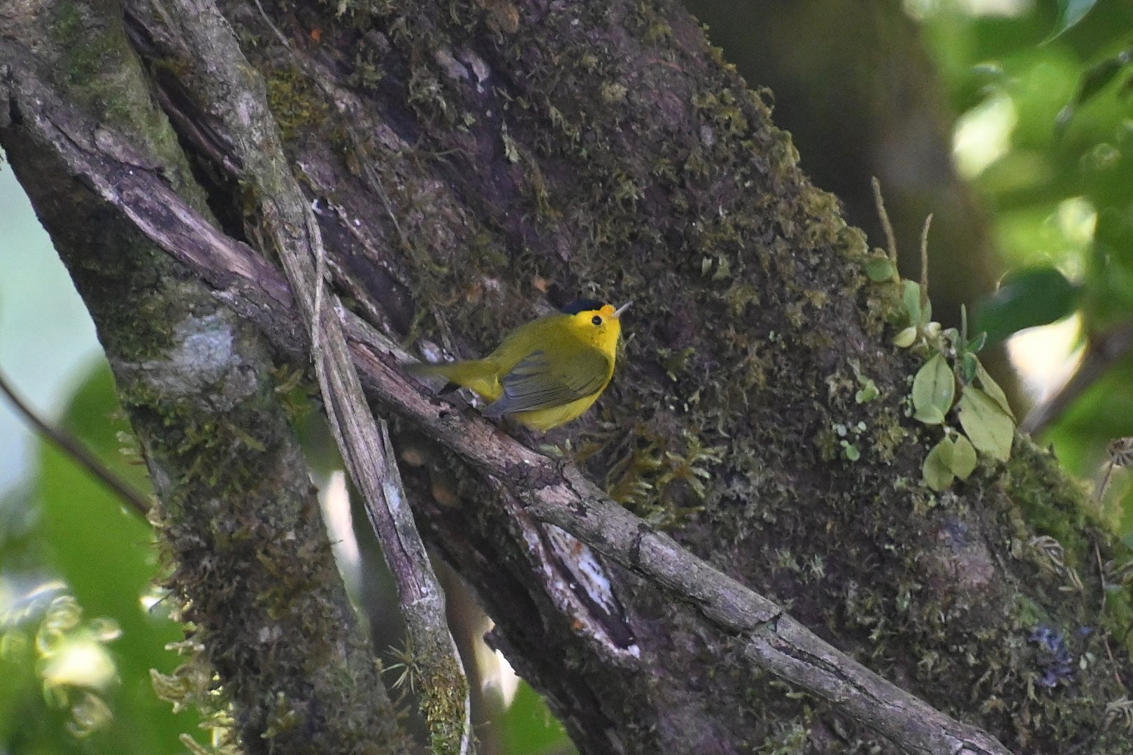 Wilson's warbler (Cardellina pusilla)