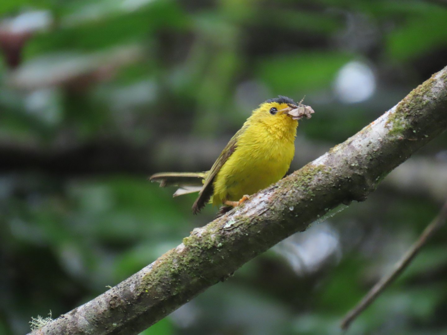 Wilson’s Warbler (Cardellina pusilla)