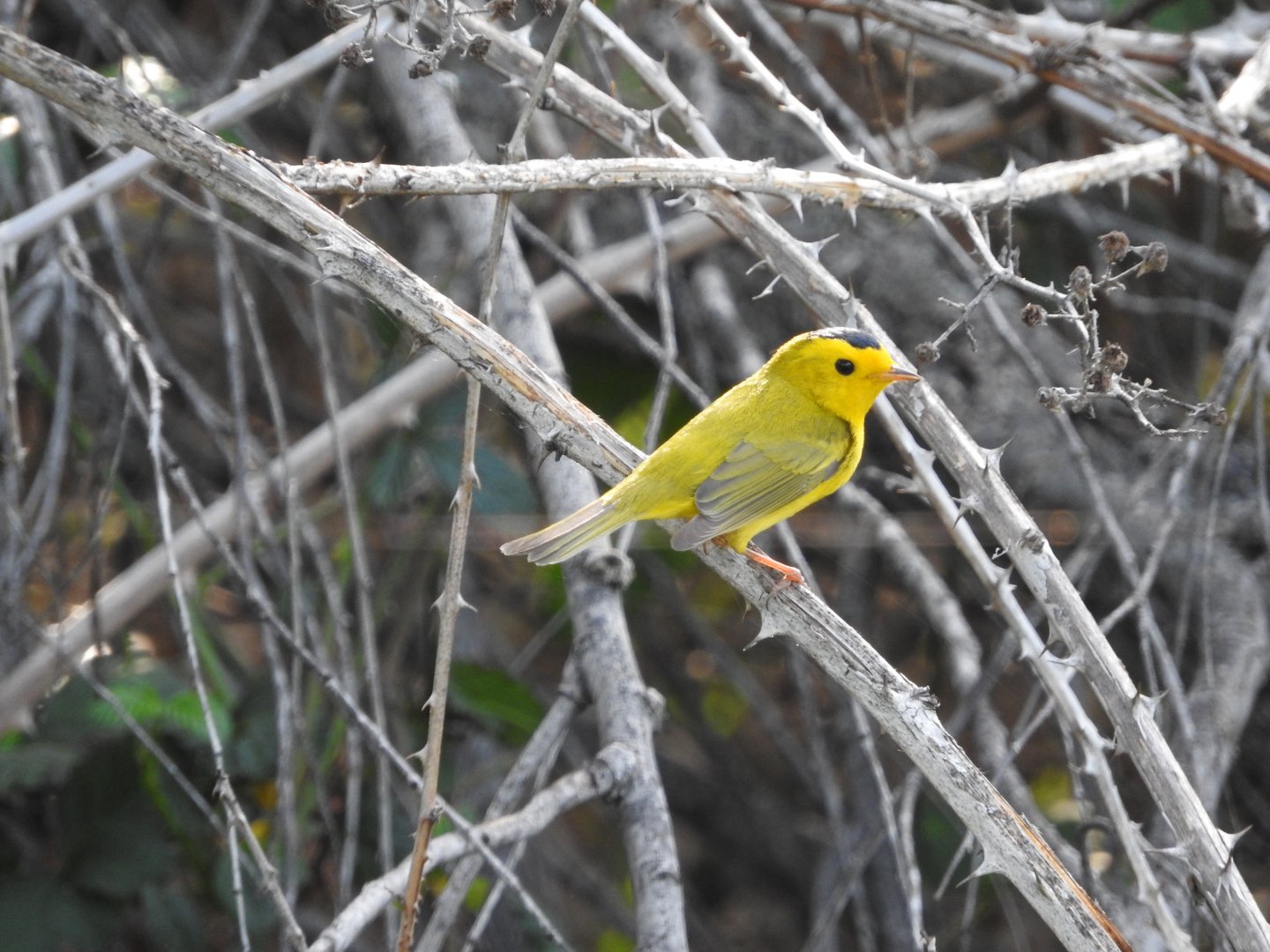 Wilson's Warbler male