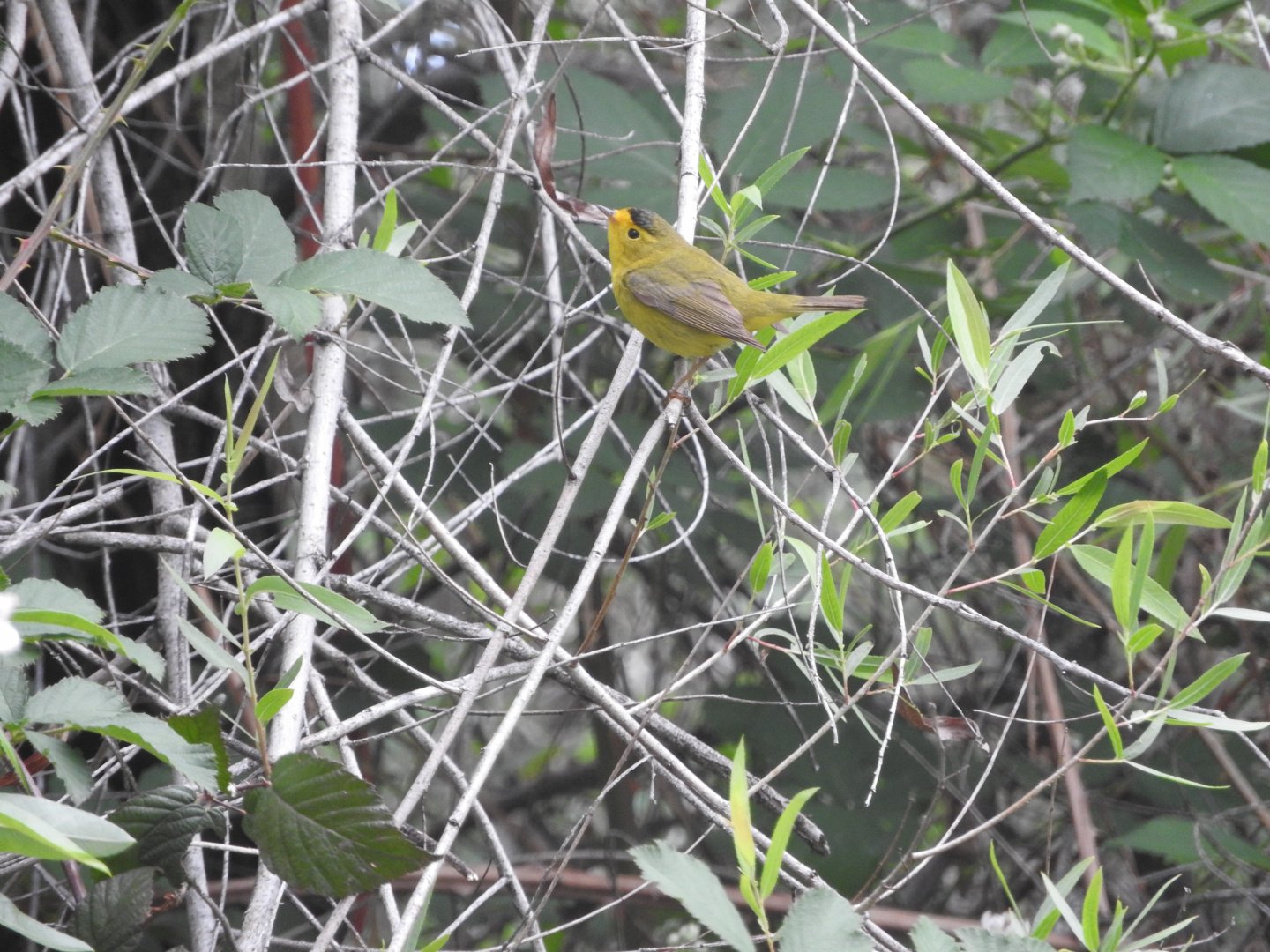 Wilson's Warbler