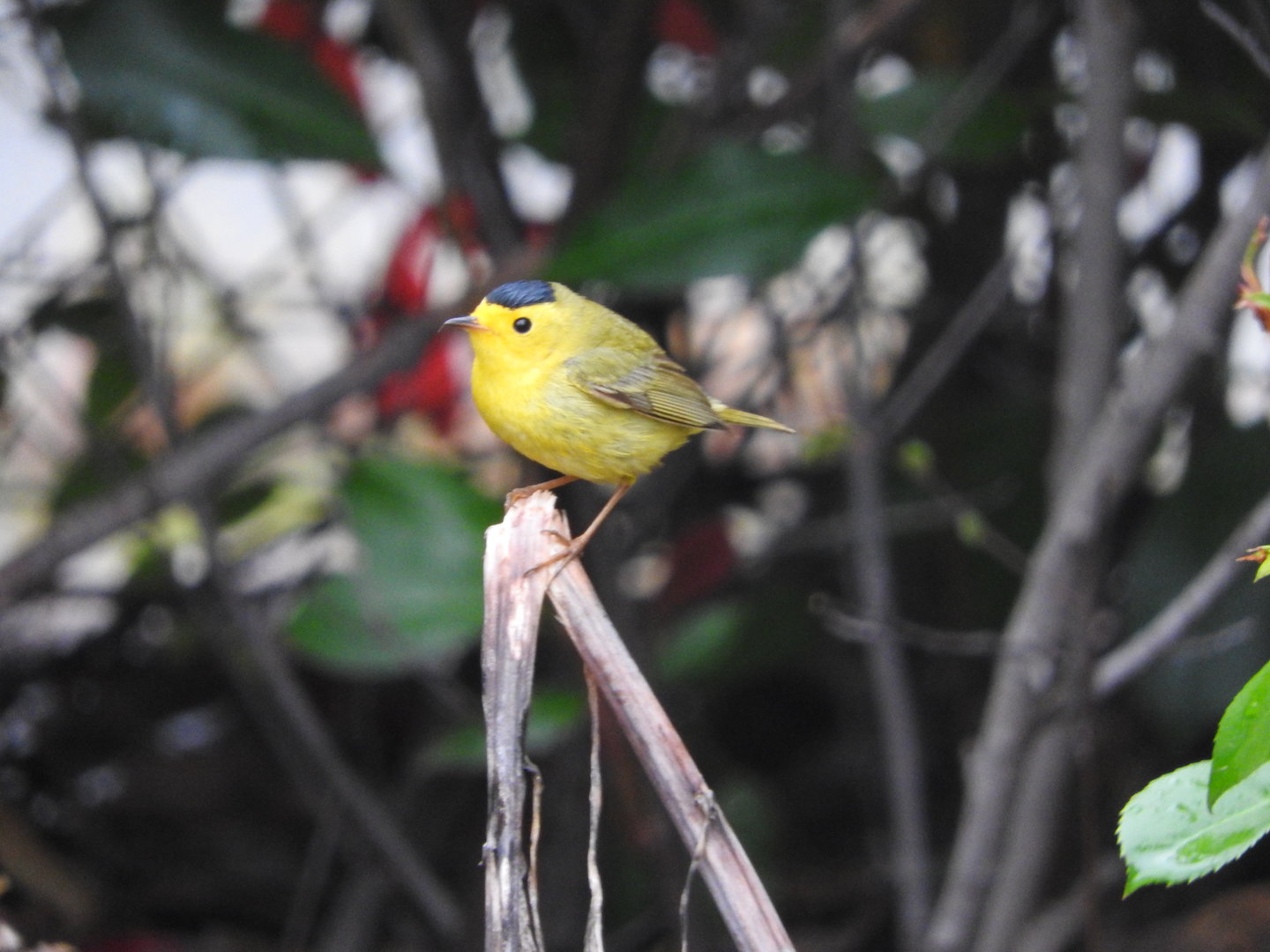 Wilson's Warbler