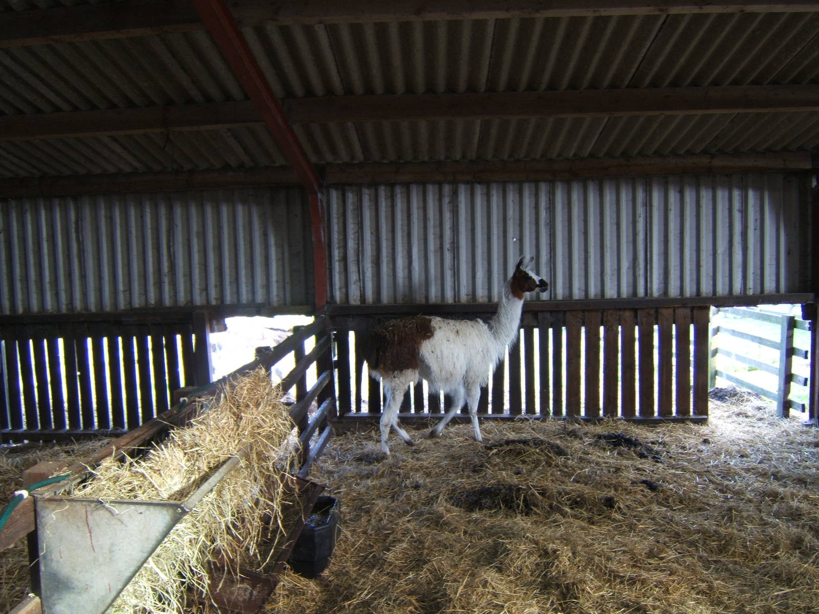 Windmill Animal Farm