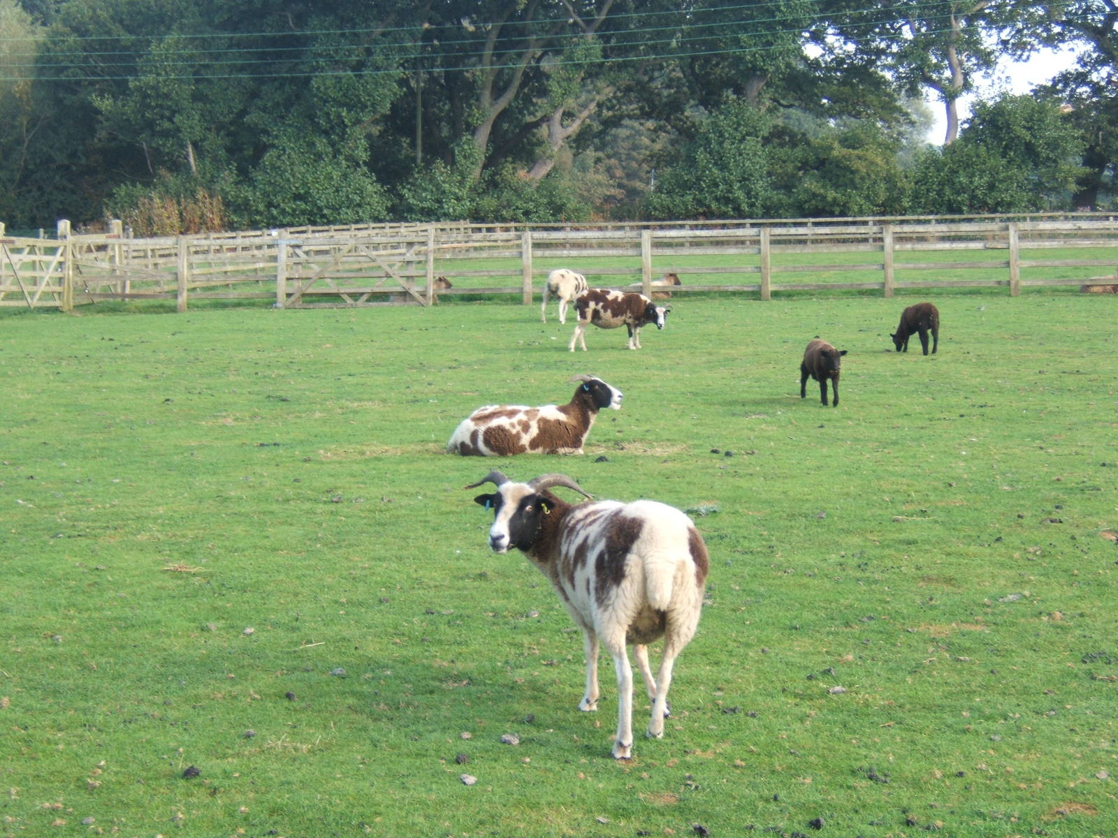 Windmill Animal Farm