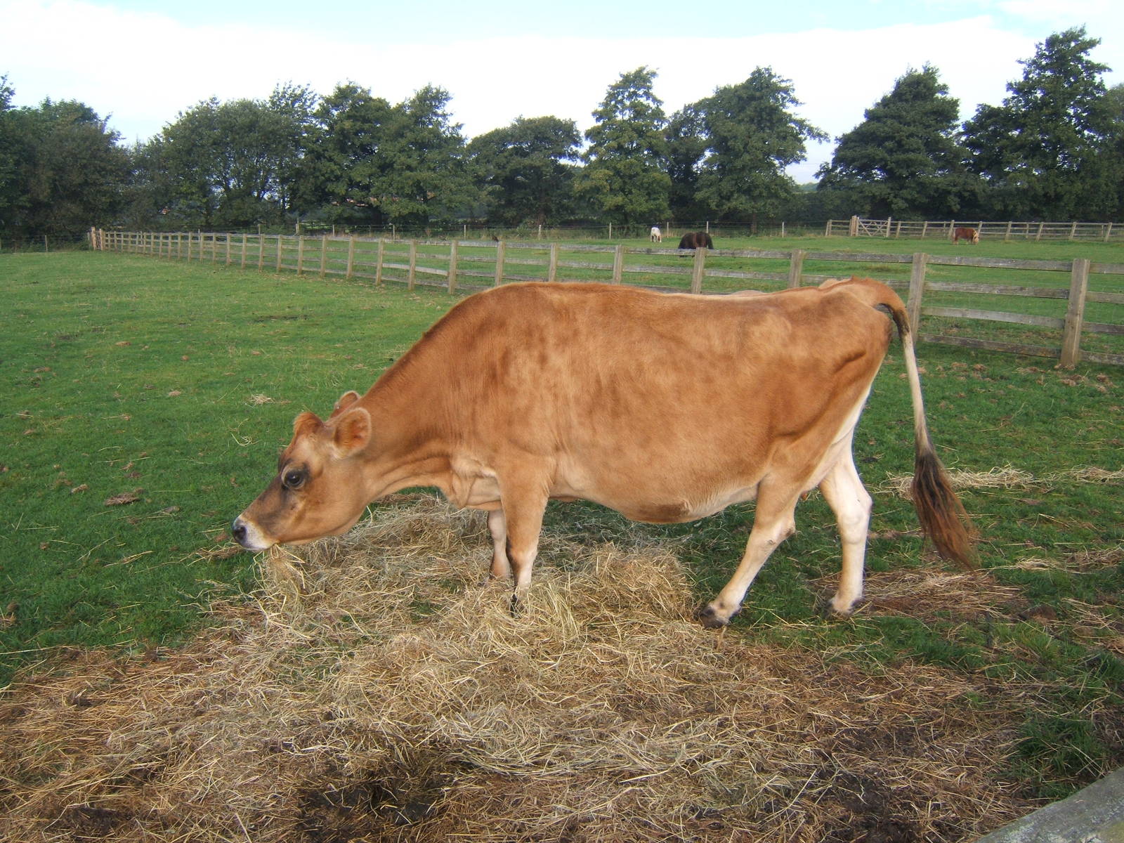 Windmill Animal Farm