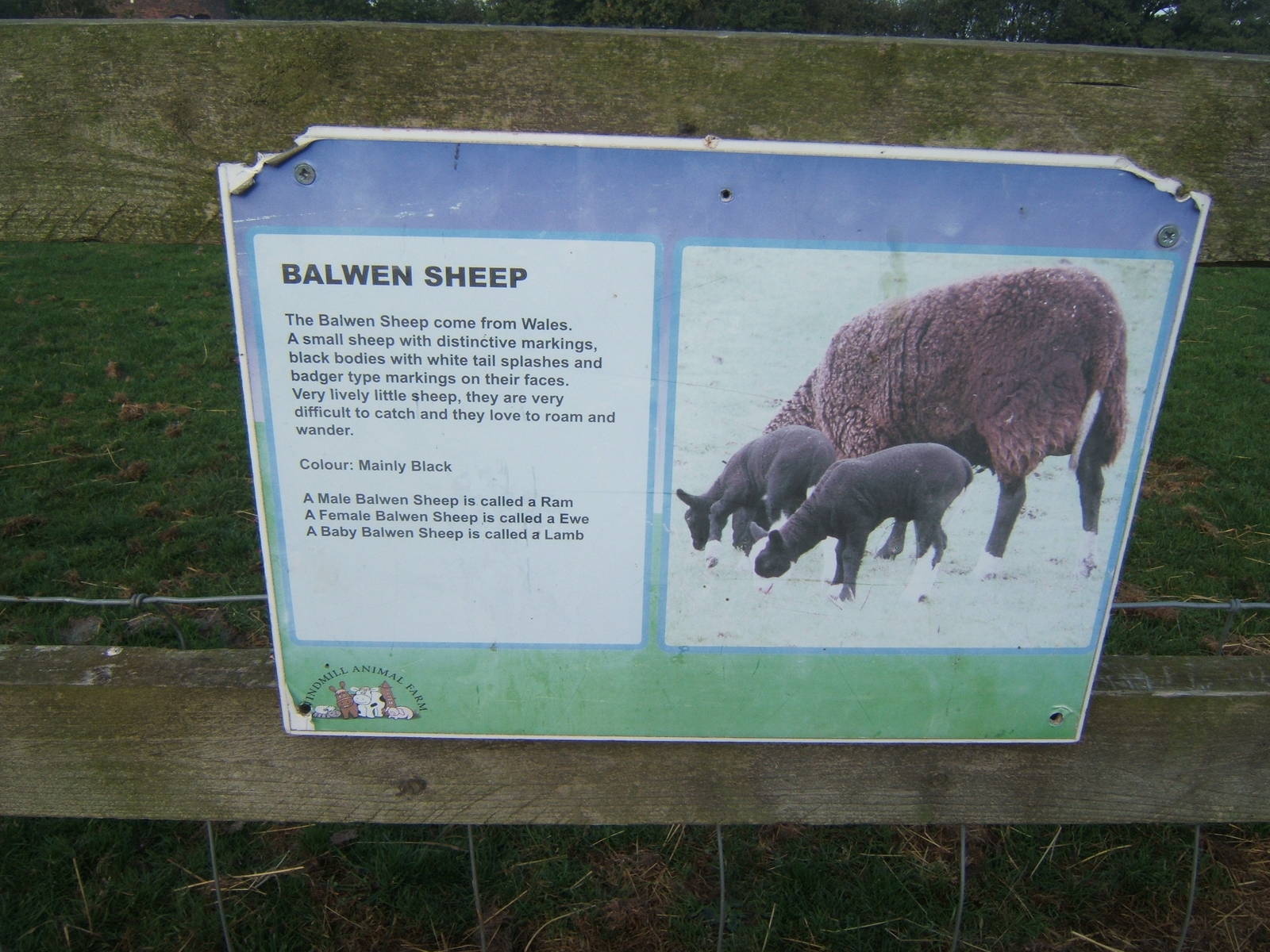 Windmill Animal Farm