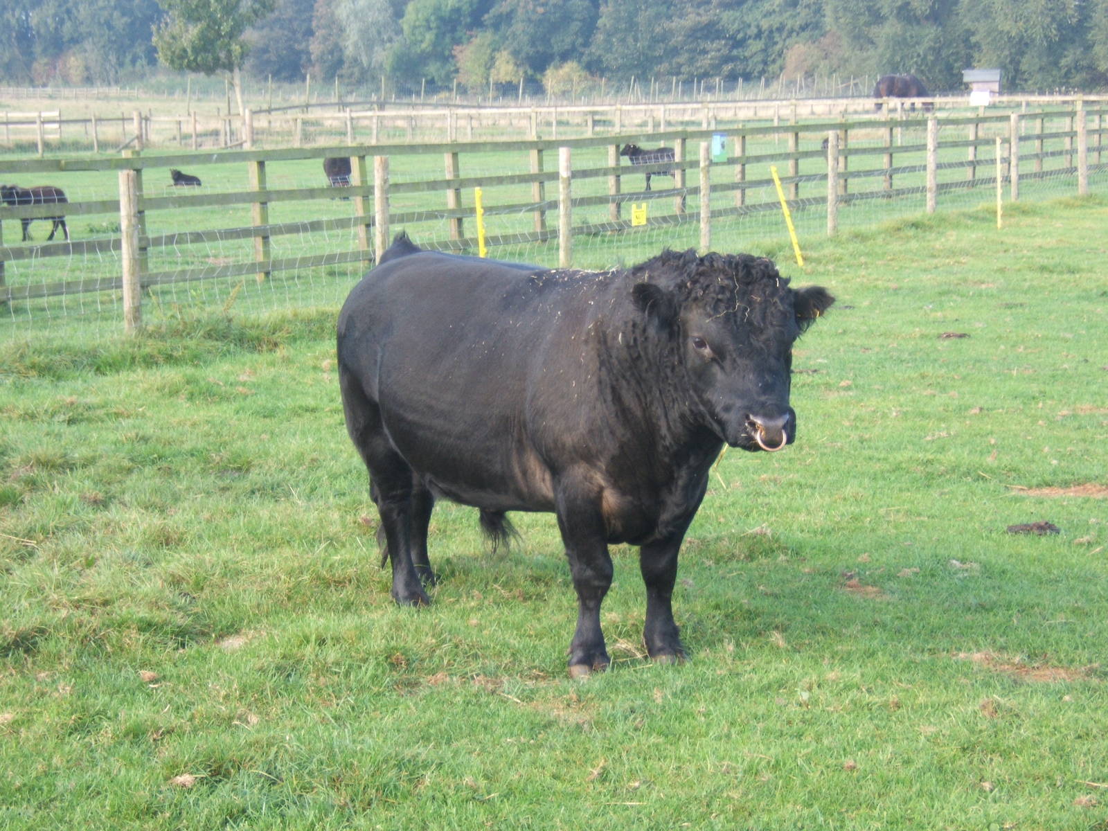 Windmill Animal Farm