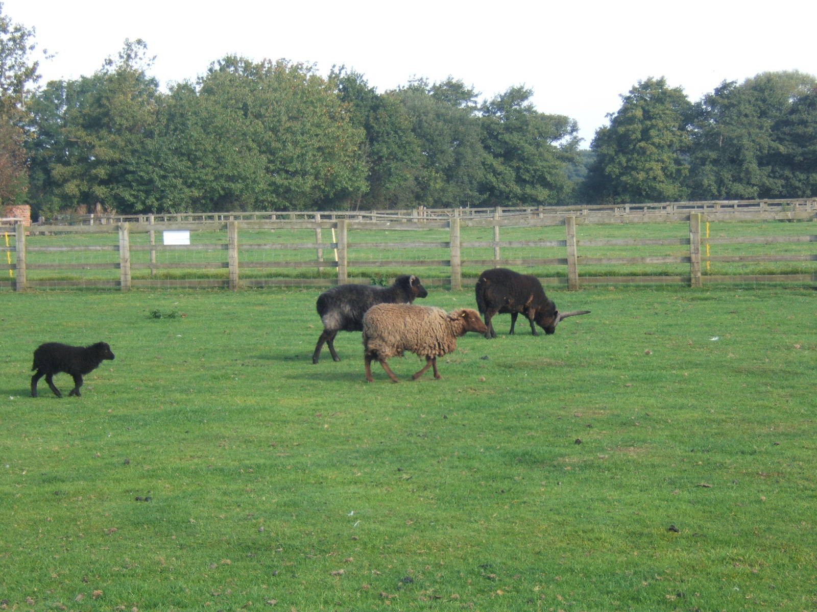 Windmill Animal Farm