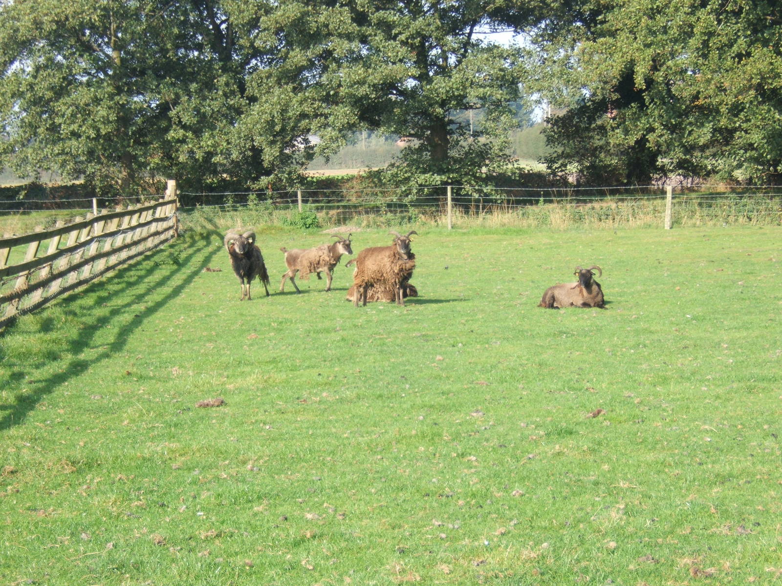 Windmill Animal Farm