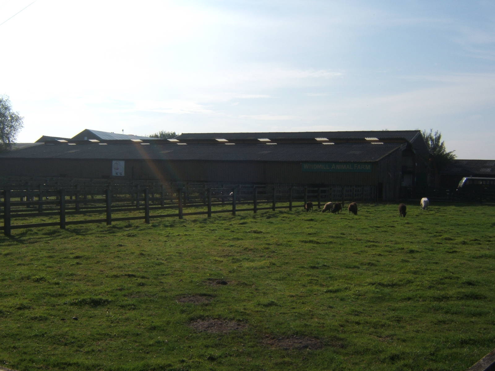 Windmill Animal Farm